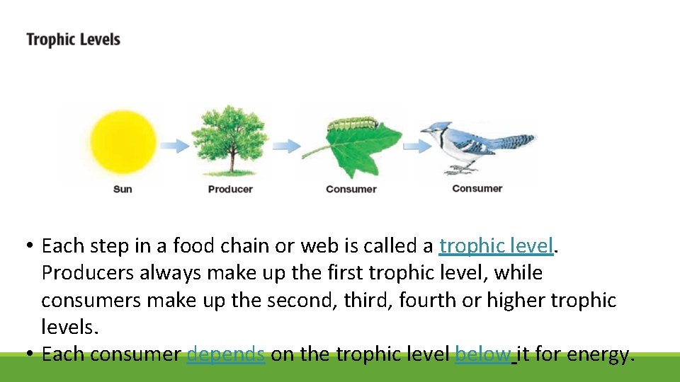  • Each step in a food chain or web is called a trophic