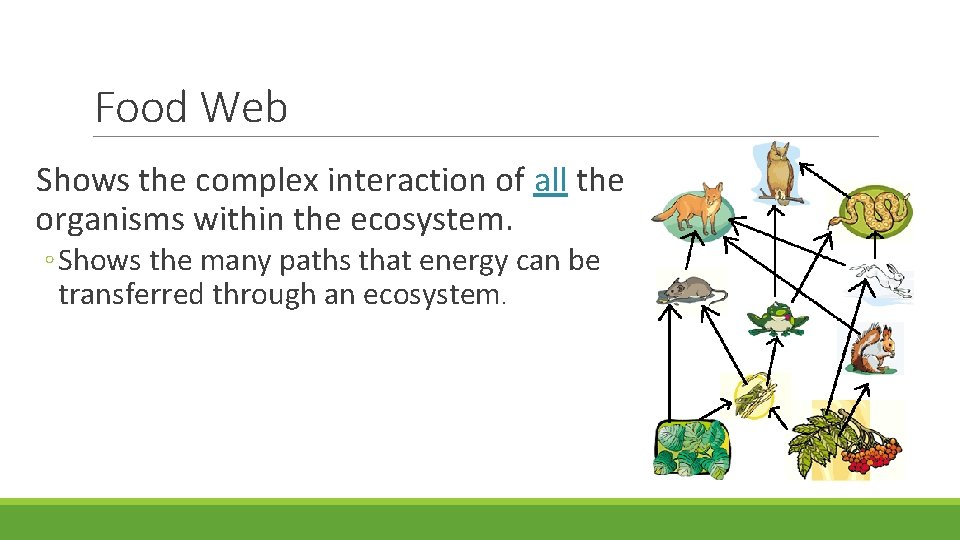 Food Web Shows the complex interaction of all the organisms within the ecosystem. ◦