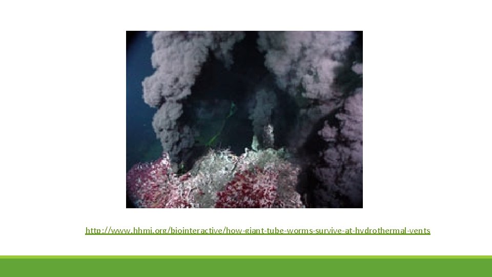 http: //www. hhmi. org/biointeractive/how-giant-tube-worms-survive-at-hydrothermal-vents 