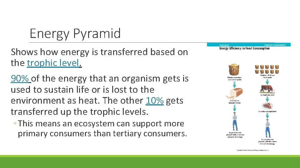 Energy Pyramid Shows how energy is transferred based on the trophic level. 90% of