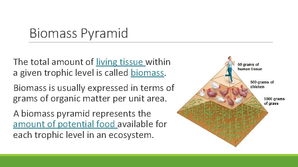 Biomass Pyramid The total amount of living tissue within a given trophic level is