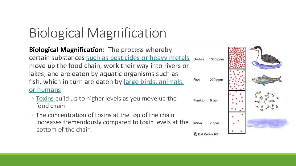 Biological Magnification: The process whereby certain substances such as pesticides or heavy metals move