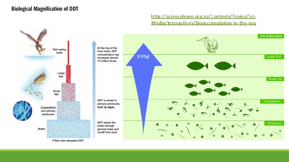 http: //sciencelearn. org. nz/Contexts/Toxins/Sci. Media/Interactives/Bioaccumulation-in-the-sea 