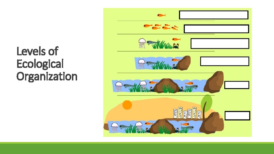 Levels of Ecological Organization 