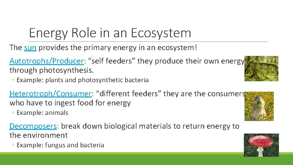 Energy Role in an Ecosystem The sun provides the primary energy in an ecosystem!