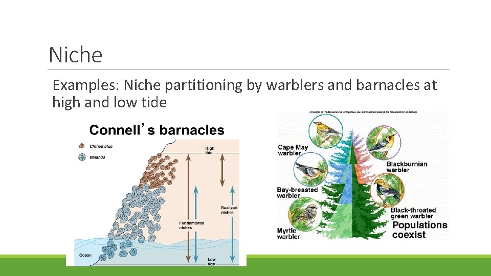 Niche Examples: Niche partitioning by warblers and barnacles at high and low tide 