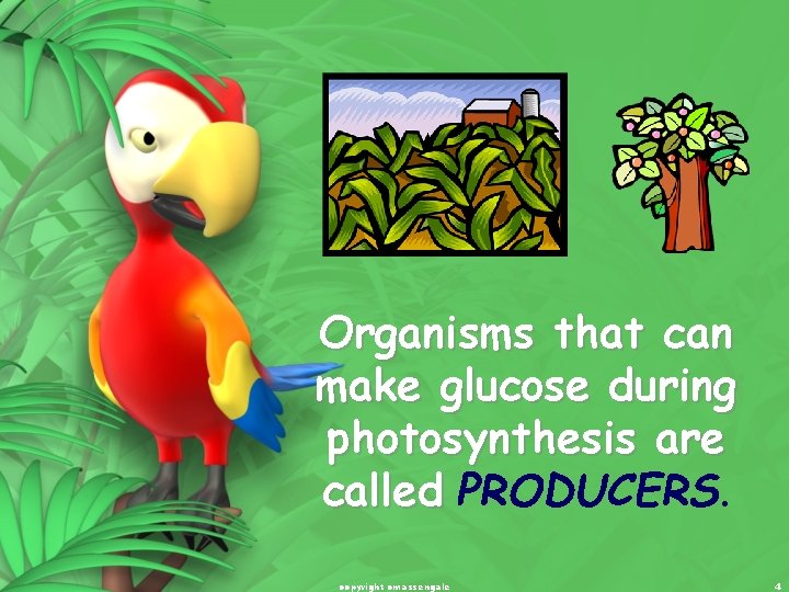 Organisms that can make glucose during photosynthesis are called PRODUCERS. copyright cmassengale 4 