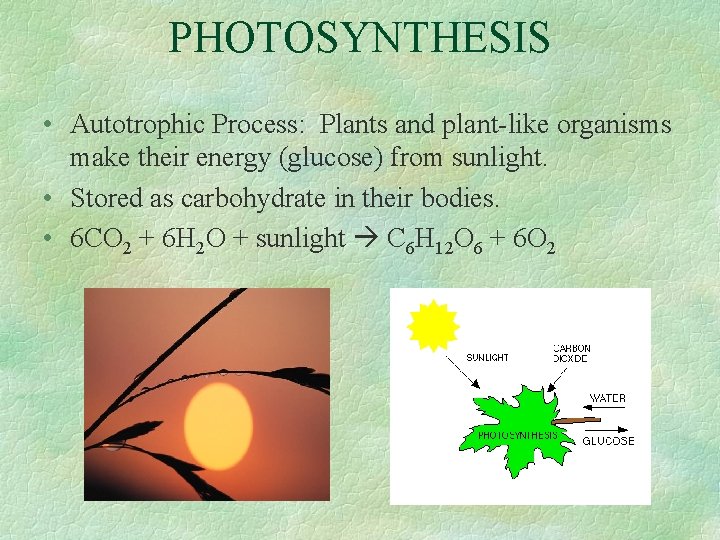 PHOTOSYNTHESIS • Autotrophic Process: Plants and plant-like organisms make their energy (glucose) from sunlight.
