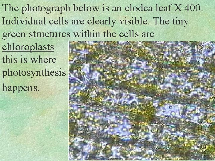 The photograph below is an elodea leaf X 400. Individual cells are clearly visible.