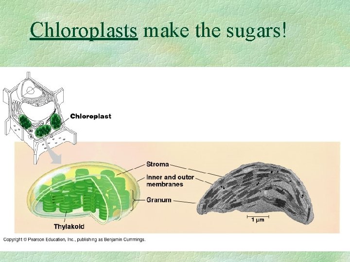Chloroplasts make the sugars! 