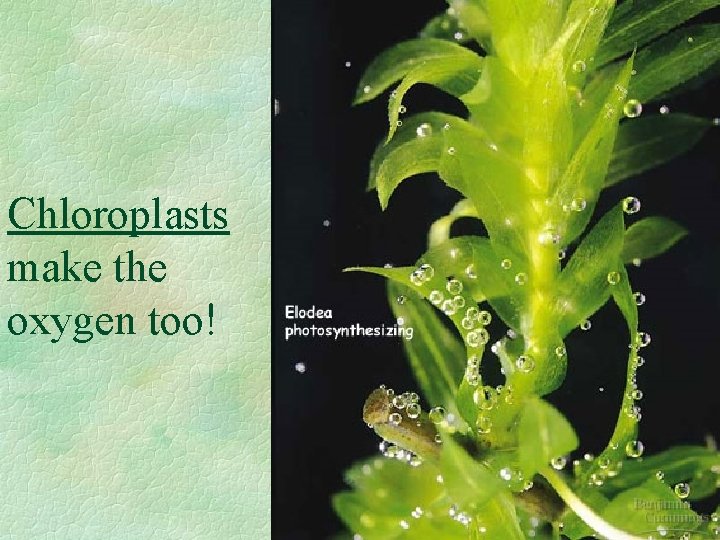 Chloroplasts make the oxygen too! 