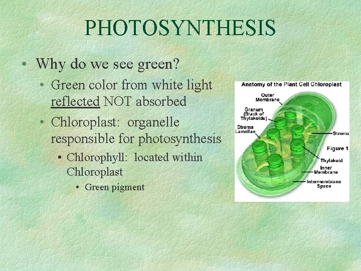 PHOTOSYNTHESIS • Why do we see green? • Green color from white light reflected