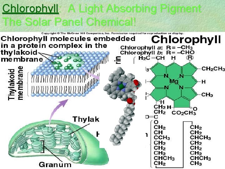 Chlorophyll: A Light Absorbing Pigment The Solar Panel Chemical! 