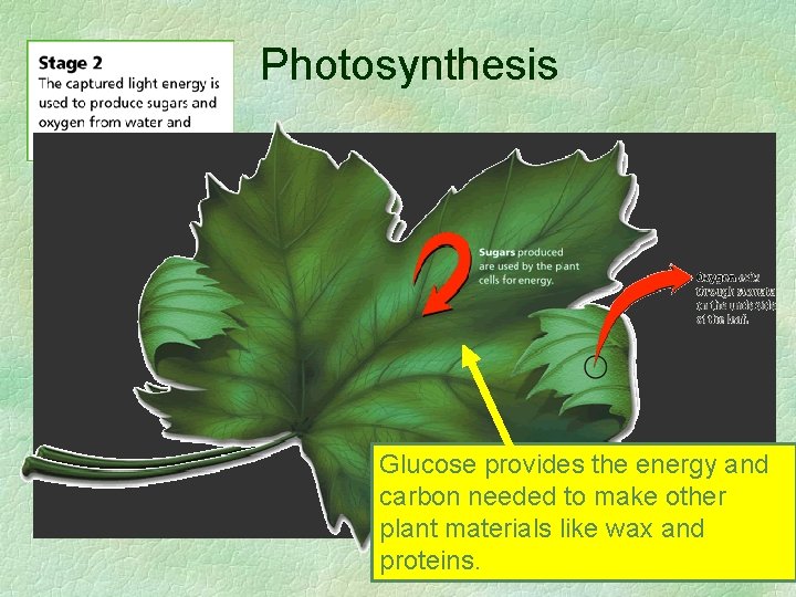 Photosynthesis Glucose provides the energy and carbon needed to make other plant materials like