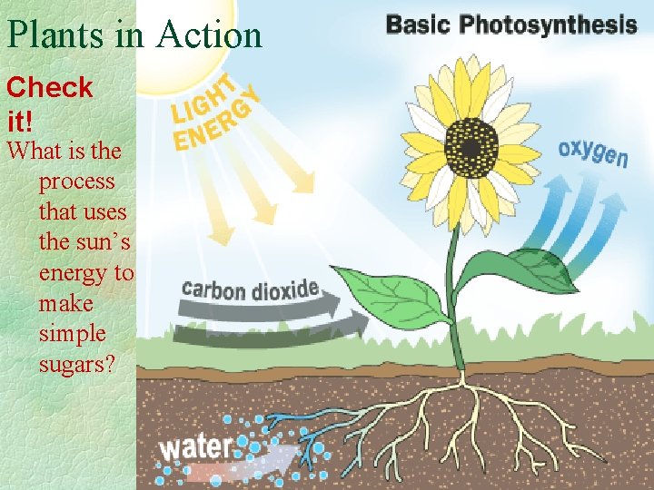 Plants in Action Check it! What is the process that uses the sun’s energy