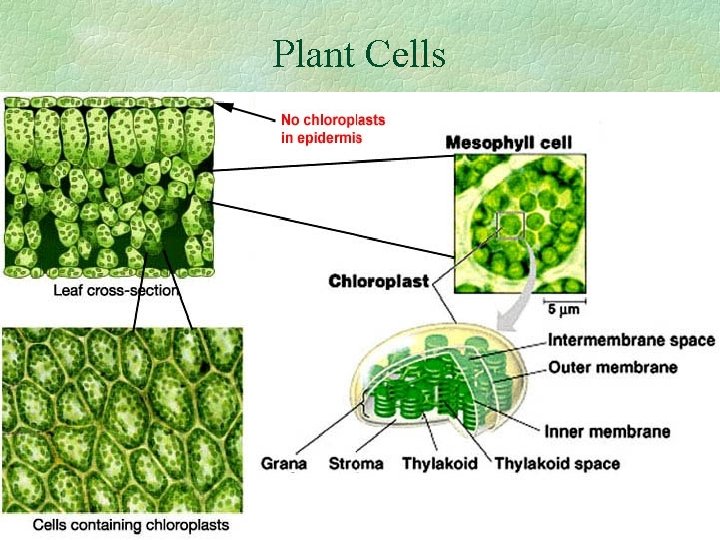 Plant Cells 