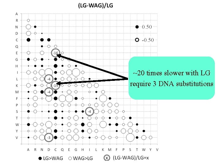 ~20 times slower with LG require 3 DNA substitutions 