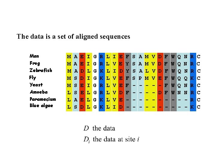 The data is a set of aligned sequences Man Frog Zebrafish Fly Yeast Amoeba