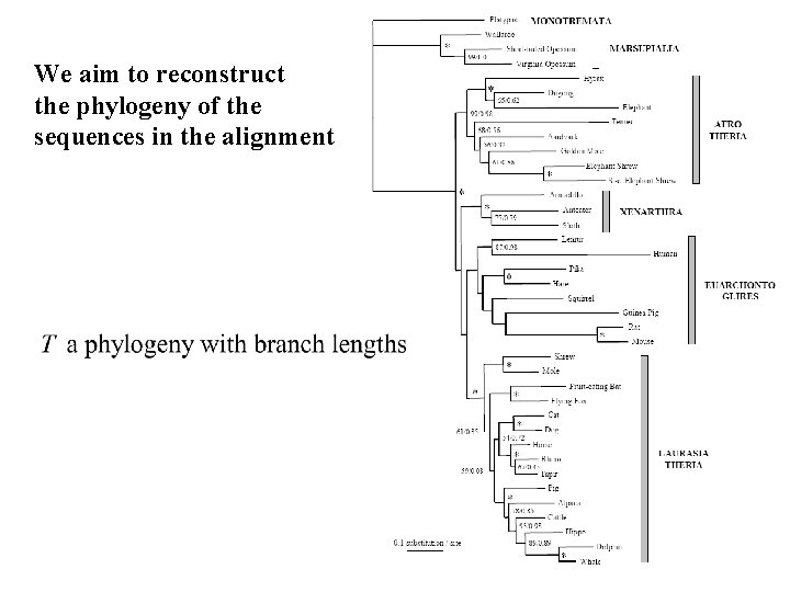 We aim to reconstruct the phylogeny of the sequences in the alignment 