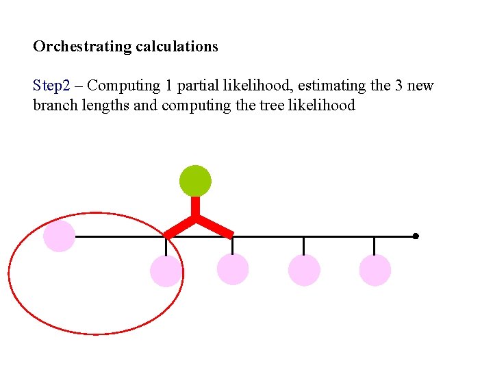 Orchestrating calculations Step 2 – Computing 1 partial likelihood, estimating the 3 new branch