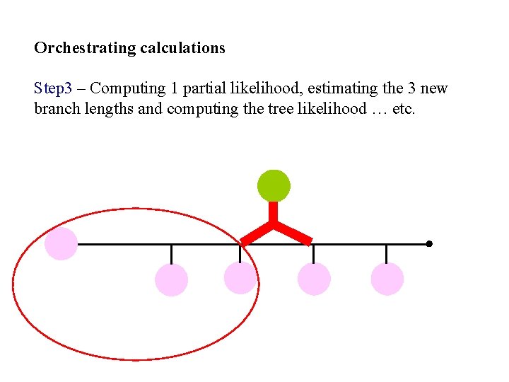 Orchestrating calculations Step 3 – Computing 1 partial likelihood, estimating the 3 new branch