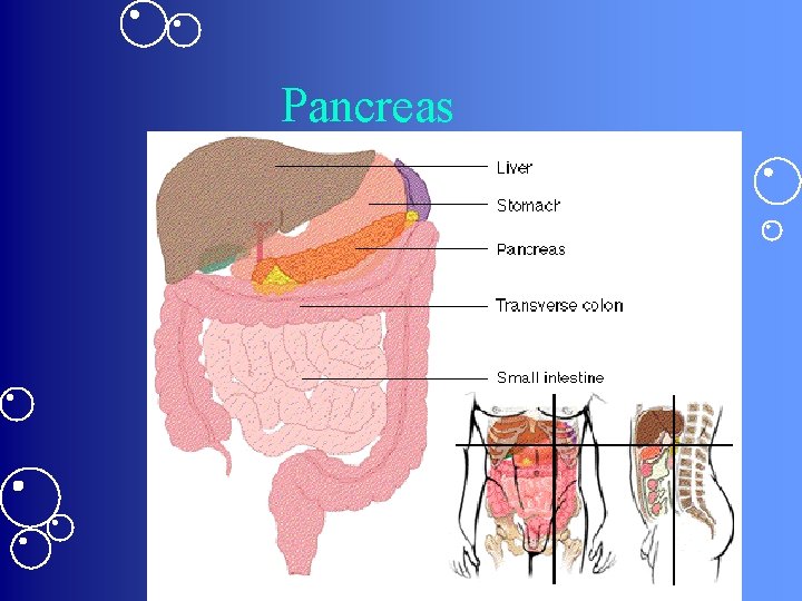 Pancreas Pancreas