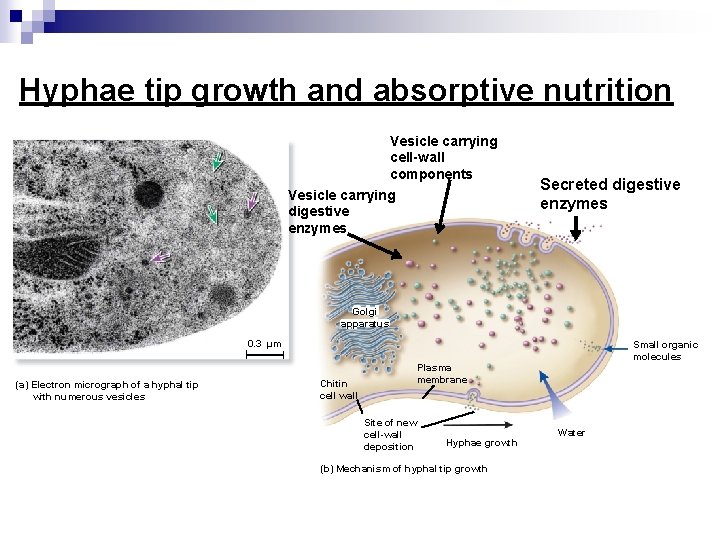Hyphae tip growth and absorptive nutrition Vesicle carrying cell-wall components Vesicle carrying digestive enzymes