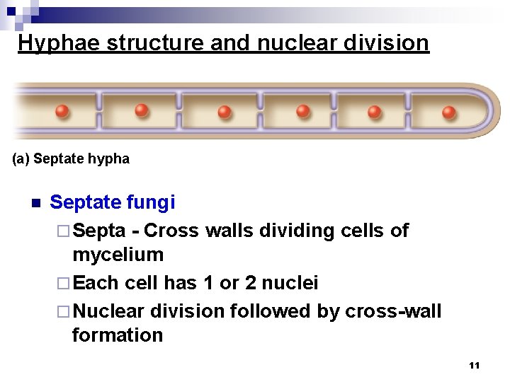 Hyphae structure and nuclear division (a) Septate hypha n Septate fungi ¨ Septa -