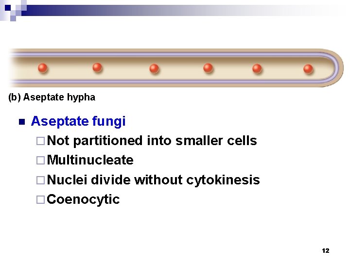 (b) Aseptate hypha n Aseptate fungi ¨ Not partitioned into smaller cells ¨ Multinucleate