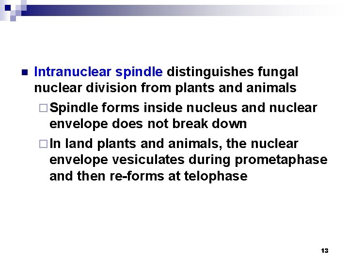 n Intranuclear spindle distinguishes fungal nuclear division from plants and animals ¨ Spindle forms