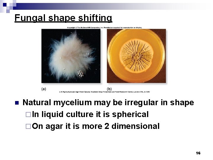 Fungal shape shifting n Natural mycelium may be irregular in shape ¨ In liquid