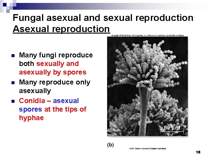 Fungal asexual and sexual reproduction Asexual reproduction n Many fungi reproduce both sexually and