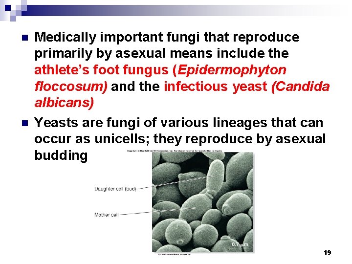 n n Medically important fungi that reproduce primarily by asexual means include the athlete’s