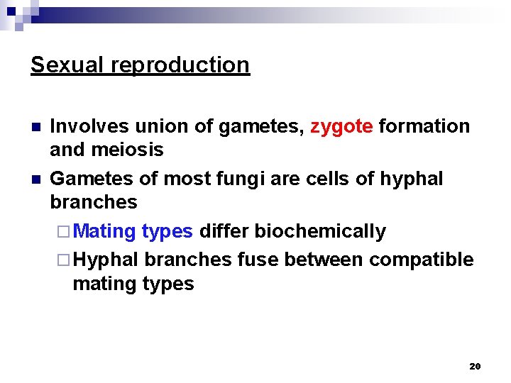 Sexual reproduction n n Involves union of gametes, zygote formation and meiosis Gametes of