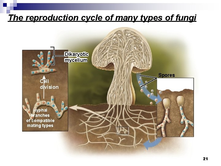 The reproduction cycle of many types of fungi Dikaryotic mycelium Spores Cell division Hyphal