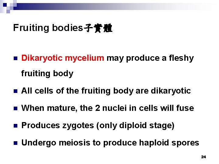 Fruiting bodies子實體 n Dikaryotic mycelium may produce a fleshy fruiting body n All cells