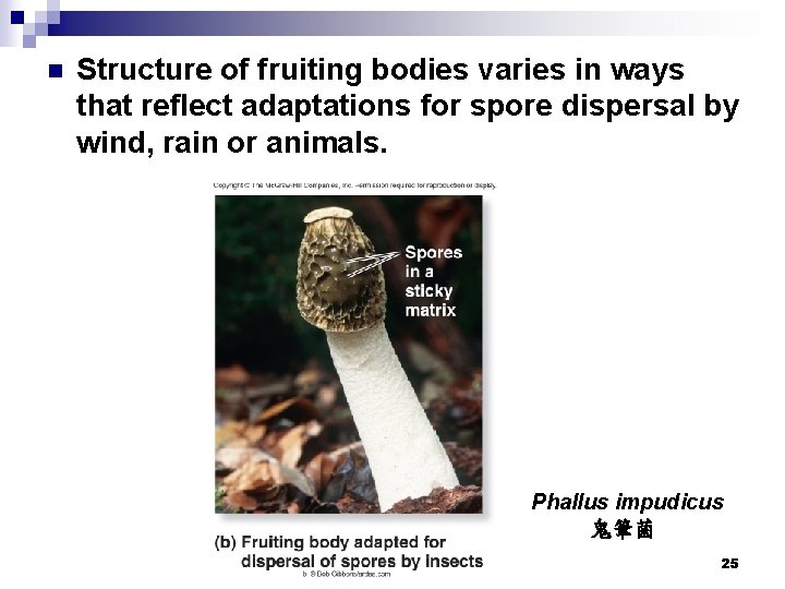 n Structure of fruiting bodies varies in ways that reflect adaptations for spore dispersal