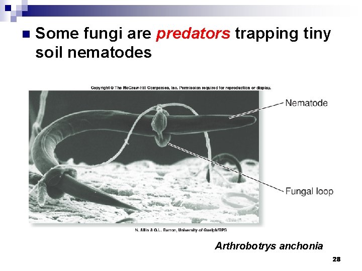 n Some fungi are predators trapping tiny soil nematodes Arthrobotrys anchonia 28 