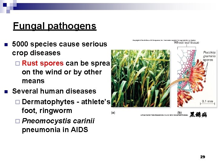 Fungal pathogens n n 5000 species cause serious crop diseases ¨ Rust spores can