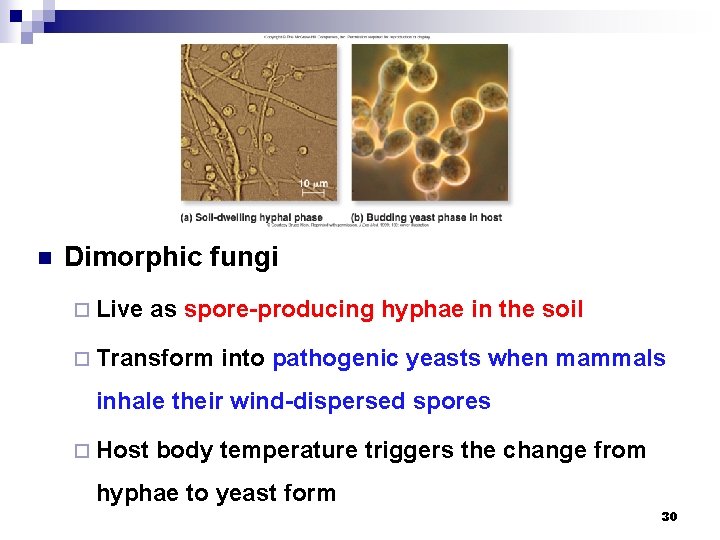 n Dimorphic fungi ¨ Live as spore-producing hyphae in the soil ¨ Transform into