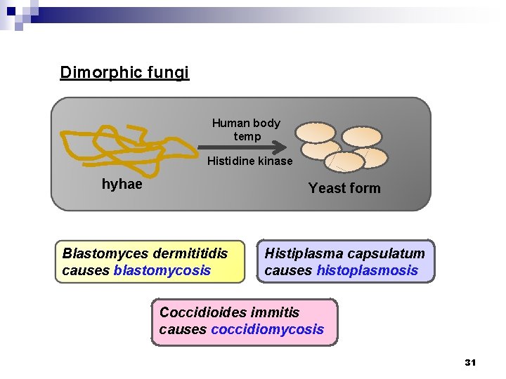 Dimorphic fungi Human body temp Histidine kinase hyhae Yeast form Blastomyces dermititidis causes blastomycosis
