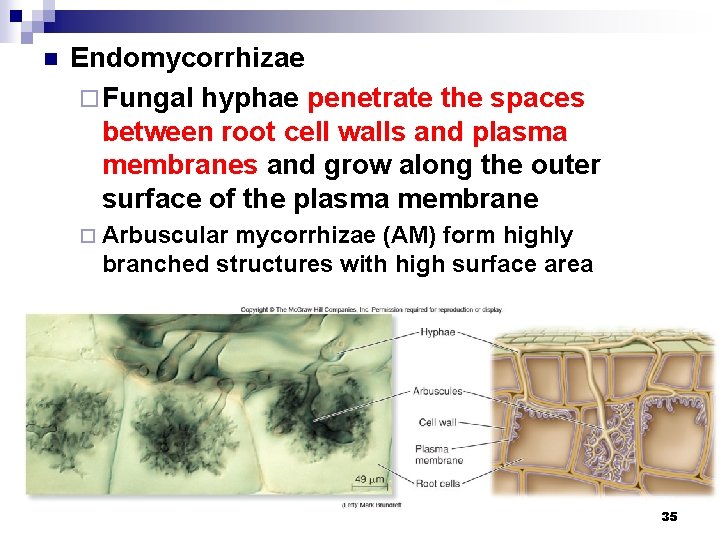 n Endomycorrhizae ¨ Fungal hyphae penetrate the spaces between root cell walls and plasma