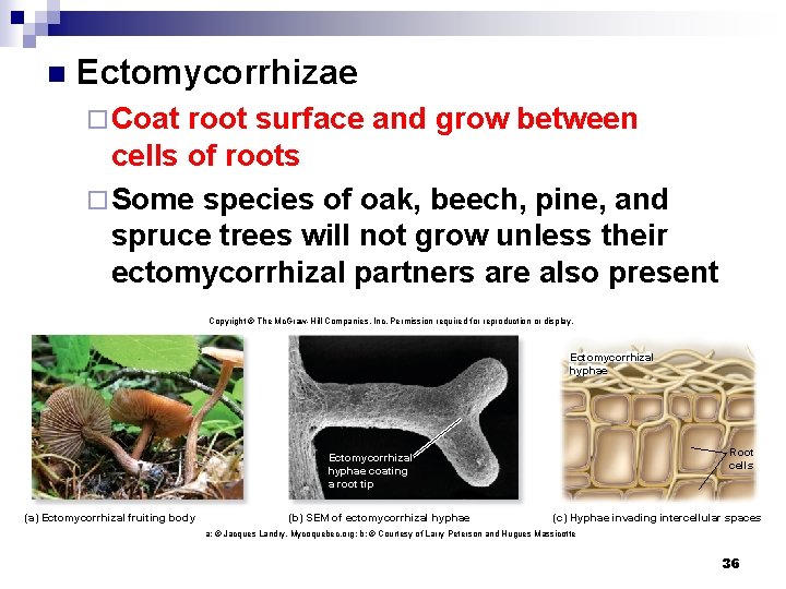 n Ectomycorrhizae ¨ Coat root surface and grow between cells of roots ¨ Some