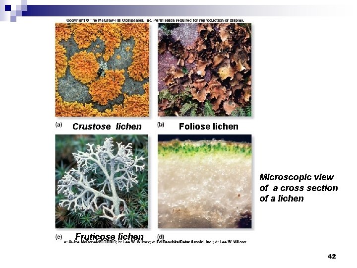 Crustose lichen Foliose lichen Microscopic view of a cross section of a lichen Fruticose