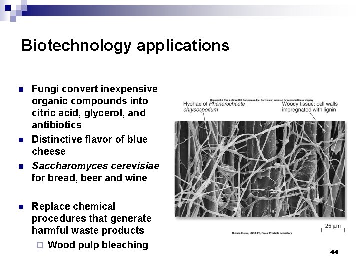 Biotechnology applications n n Fungi convert inexpensive organic compounds into citric acid, glycerol, and