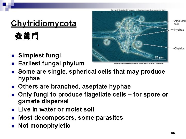 Chytridiomycota 壺菌門 n n n n Simplest fungi Earliest fungal phylum Some are single,