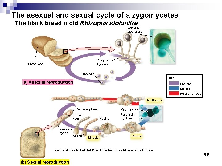 The asexual and sexual cycle of a zygomycetes, The black bread mold Rhizopus stolonifre