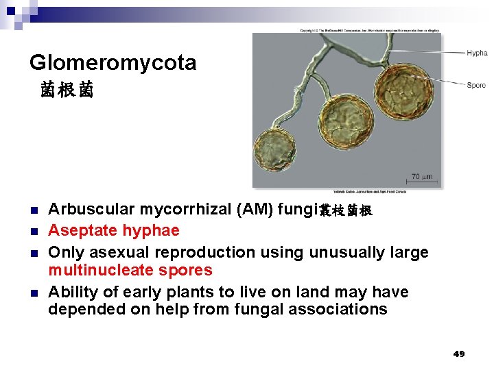 Glomeromycota 菌根菌 n n Arbuscular mycorrhizal (AM) fungi叢枝菌根 Aseptate hyphae Only asexual reproduction using