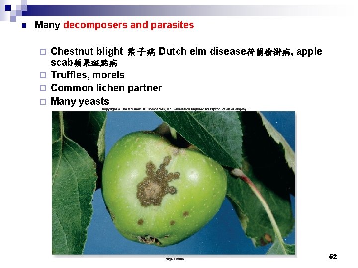n Many decomposers and parasites Chestnut blight 栗子病 Dutch elm disease荷蘭榆樹病, apple scab蘋果斑點病 ¨