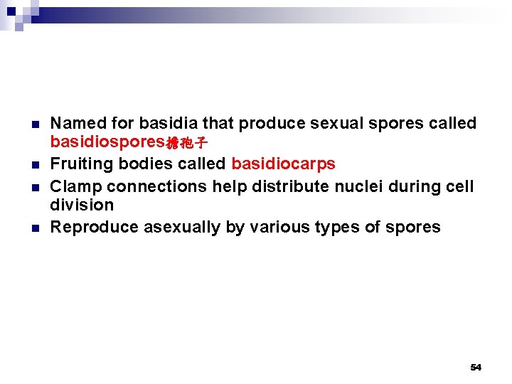 n n Named for basidia that produce sexual spores called basidiospores擔孢子 Fruiting bodies called